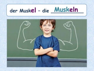 das Studium – die ________Studien
 