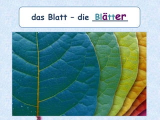 die Oma – die ______Omas
 