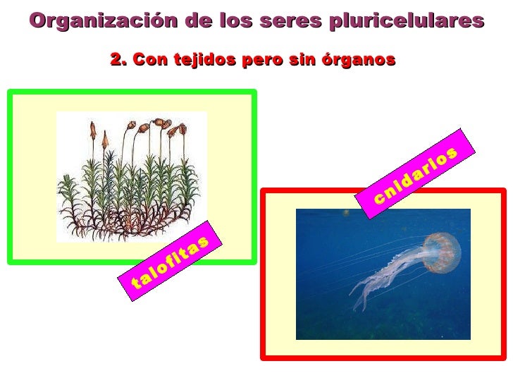 Pluricelulares