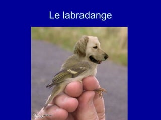 Le labradange 