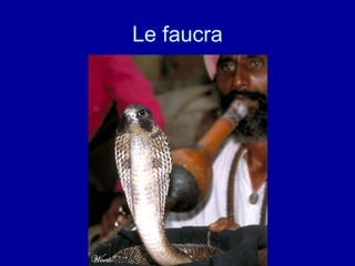 Le faucra 