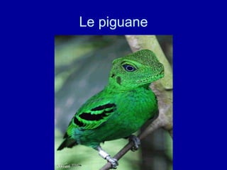Le piguane 