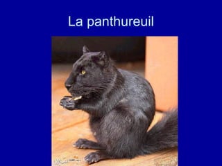 La panthureuil 