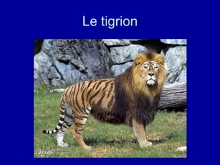 Le tigrion 