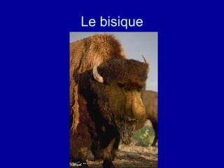 Le bisique 
