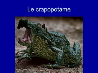 Le crapopotame 