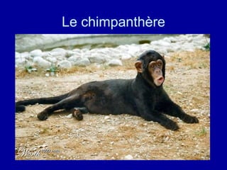 Le chimpanthère 
