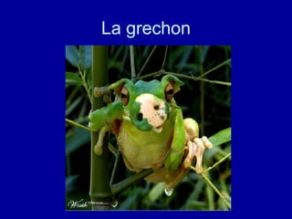 La grechon 