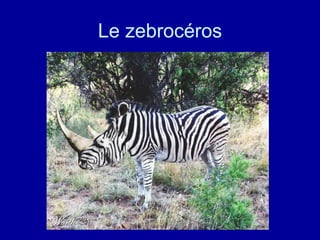 Le zebrocéros 