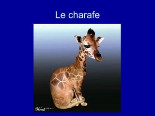 Le charafe 