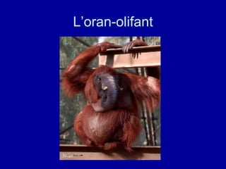L’oran-olifant 