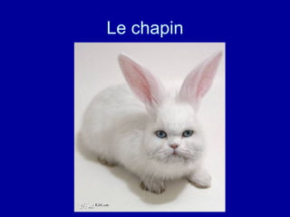 Le chapin 