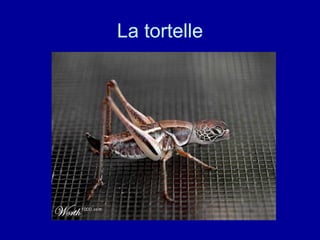 La tortelle 
