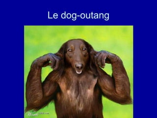 Le dog-outang 