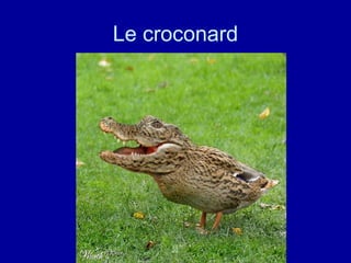 Le croconard 
