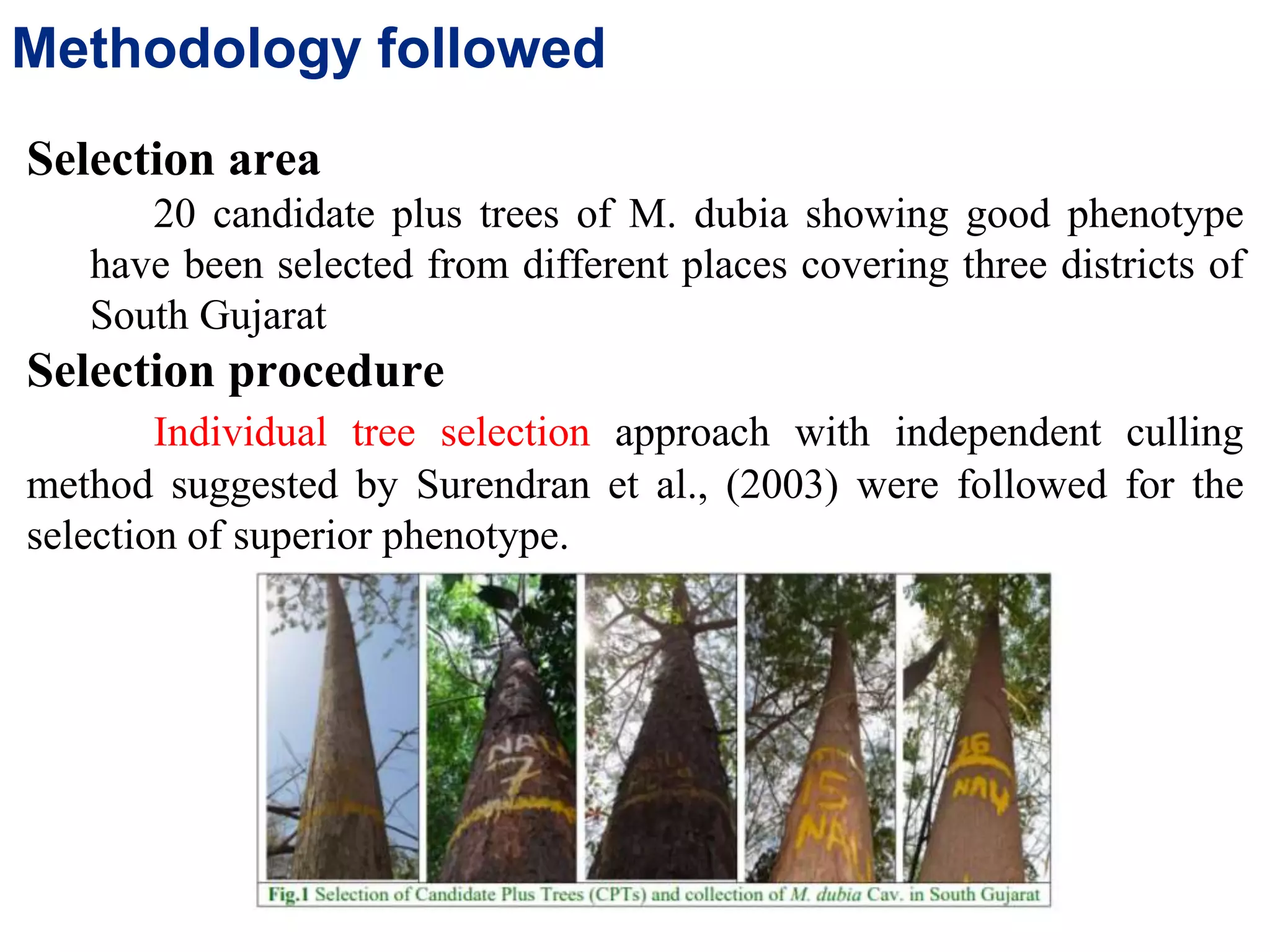 Methodology followed
Selection area
20 candidate plus trees of M. dubia showing good phenotype
have been selected from different places covering three districts of
South Gujarat
Selection procedure
Individual tree selection approach with independent culling
method suggested by Surendran et al., (2003) were followed for the
selection of superior phenotype.
 