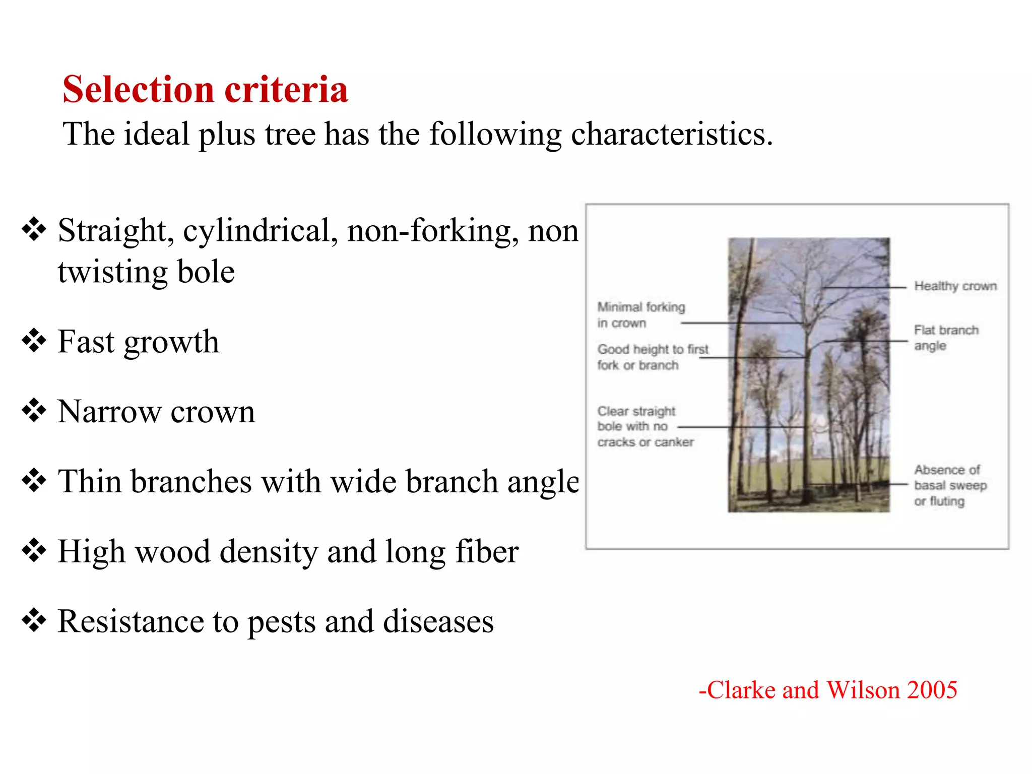 Selection criteria
The ideal plus tree has the following characteristics.
 Straight, cylindrical, non-forking, non-
twisting bole
 Fast growth
 Narrow crown
 Thin branches with wide branch angles
 High wood density and long fiber
 Resistance to pests and diseases
-Clarke and Wilson 2005
 