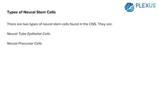 Types of Neural Stem Cells
There are two types of neural stem cells found in the CNS. They are:
Neural Tube Epithelial Cells
Neural Precursor Cells
 