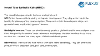 Neural Tube Epithelial Cells (NTECs)
The neural tube gives rise to the brain and spinal cord.
NTECs line the neural tube during embryonic development. They play a vital role in the
healthy functioning of the nervous system. They exist only in the embryonic stage, and
generate/make way for two types of neurons:
Radial glial neurons: These can simultaneously produce glial cells and/or neuronal precursor
cells. The primary function of these neurons is to complete the basic nervous tissue in the
nucleus and cortex of the brain, a part of childhood development.
Neuroblasts: These are the main neural stem cells in the adult body. They can divide and
produce neural precursor cells, glial cells, and neurons.
 