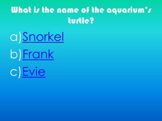 What is the name of the aquarium’s
turtle?
a)Snorkel
b)Frank
c)Evie
 