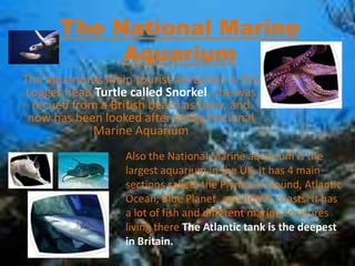 The National Marine
Aquarium
The aquariums main tourist attraction is the
Logger head Turtle called Snorkel, she was
recue...