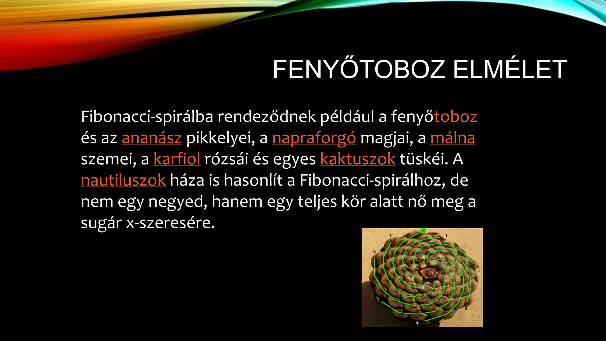 FENYŐTOBOZ ELMÉLET
Fibonacci-spirálba rendeződnek például a fenyőtoboz
és az ananász pikkelyei, a napraforgó magjai, a málna
szemei, a karfiol rózsái és egyes kaktuszok tüskéi. A
nautiluszok háza is hasonlít a Fibonacci-spirálhoz, de
nem egy negyed, hanem egy teljes kör alatt nő meg a
sugár x-szeresére.
 