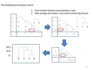 Tree Building from distance matrix
A 0
B 26 0
C 18 32 0
D 31 22 9 0
A B C D
A 0
B 26 0
C&D 24.5 27 0
A B C&D
B 0
A&C&D 26.5 0
B A&C&D
C DAB
1. Find smallest distance value between a pair
2. Take average and create a new matrix combining the pair
24.5
9
26.5
18
 
