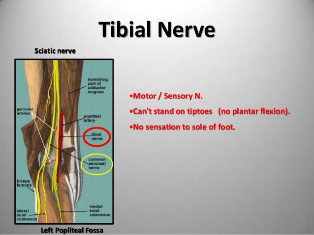 The Important Nerves During Venous Ablation