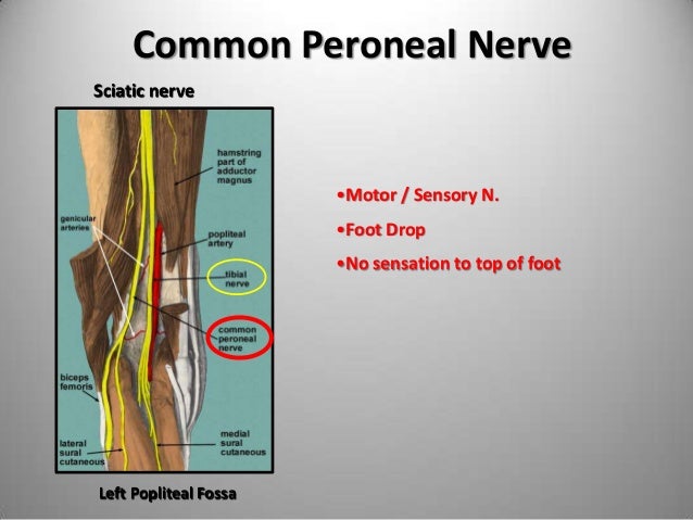 The Important Nerves During Venous Ablation