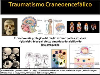 TraumatismoCraneoencefálico
El cerebro esta protegido del medio externo por la estructura
rígida del cráneo y el efecto amortiguador del liquido
cefalorraquídeo
Parra Bernal MC.; Gómez Lomelí ZM (2009), “Traumatismo cráneo-encefálico en el adulto mayor”, El adulto mayor:
Mirada desde la salud publica, Universidad de Guadalajara, México
 
