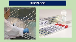 HISOPADOS
 