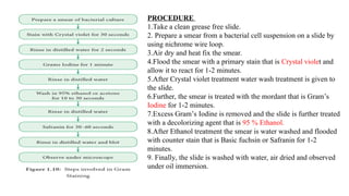 PROCEDURE
1.Take a clean grease free slide.
2. Prepare a smear from a bacterial cell suspension on a slide by
using nichrome wire loop.
3.Air dry and heat fix the smear.
4.Flood the smear with a primary stain that is Crystal violet and
allow it to react for 1-2 minutes.
5.After Crystal violet treatment water wash treatment is given to
the slide.
6.Further, the smear is treated with the mordant that is Gram’s
Iodine for 1-2 minutes.
7.Excess Gram’s Iodine is removed and the slide is further treated
with a decolorizing agent that is 95 % Ethanol.
8.After Ethanol treatment the smear is water washed and flooded
with counter stain that is Basic fuchsin or Safranin for 1-2
minutes.
9. Finally, the slide is washed with water, air dried and observed
under oil immersion.
 