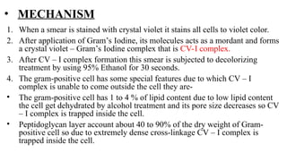 • MECHANISM
1. When a smear is stained with crystal violet it stains all cells to violet color.
2. After application of Gram’s Iodine, its molecules acts as a mordant and forms
a crystal violet – Gram’s Iodine complex that is CV-I complex.
3. After CV – I complex formation this smear is subjected to decolorizing
treatment by using 95% Ethanol for 30 seconds.
4. The gram-positive cell has some special features due to which CV – I
complex is unable to come outside the cell they are-
• The gram-positive cell has 1 to 4 % of lipid content due to low lipid content
the cell get dehydrated by alcohol treatment and its pore size decreases so CV
– I complex is trapped inside the cell.
• Peptidoglycan layer account about 40 to 90% of the dry weight of Gram-
positive cell so due to extremely dense cross-linkage CV – I complex is
trapped inside the cell.
 