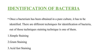 IDENTIFICATION OF BACTERIA
• Once a bacterium has been obtained in a pure culture, it has to be
identified. There are different techniques for identification of bacteria,
out of those techniques staining technique is one of them.
1.Simple Staining
2.Gram Staining
3.Acid fast Staining
 