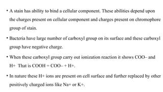 • A stain has ability to bind a cellular component. These abilities depend upon
the charges present on cellular component and charges present on chromophore
group of stain.
• Bacteria have large number of carboxyl group on its surface and these carboxyl
group have negative charge.
• When these carboxyl group carry out ionization reaction it shows COO– and
H+ That is COOH = COO– + H+.
• In nature these H+ ions are present on cell surface and further replaced by other
positively charged ions like Na+ or K+.
 
