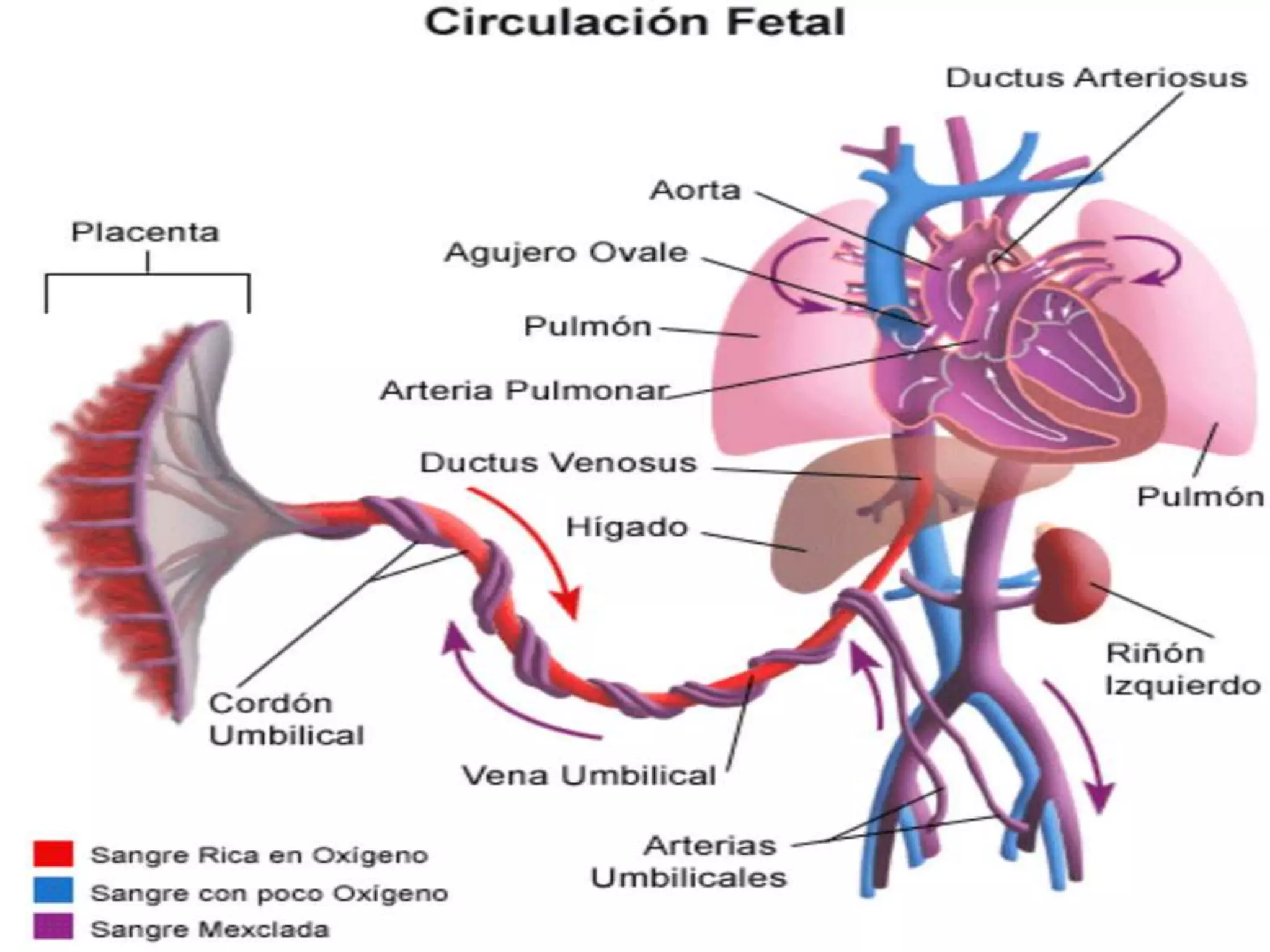 14. circulacion fetoplacentaria