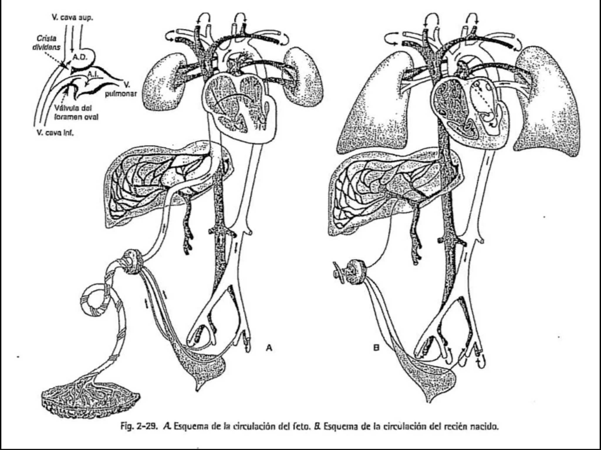14. circulacion fetoplacentaria
