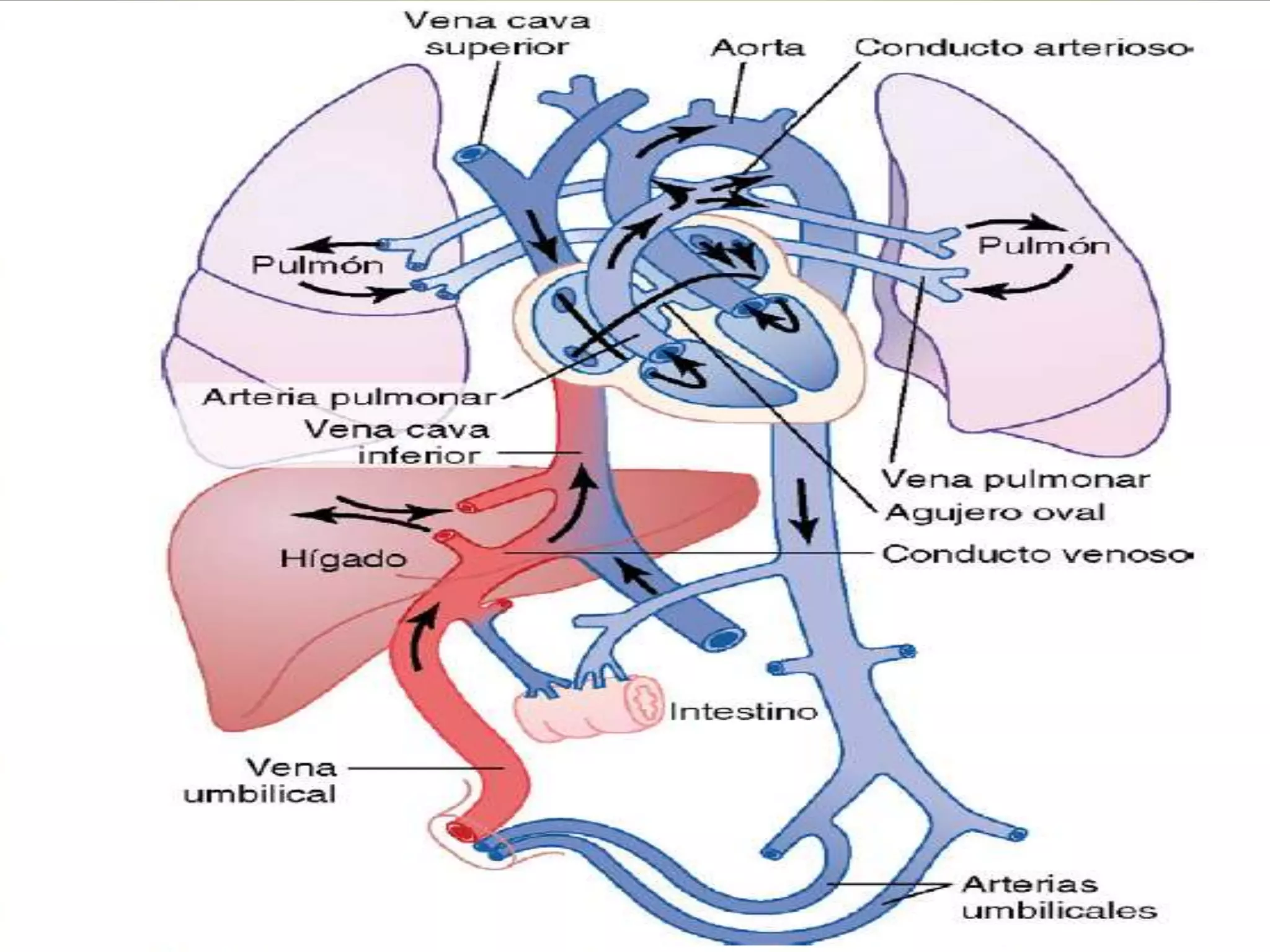 14. circulacion fetoplacentaria