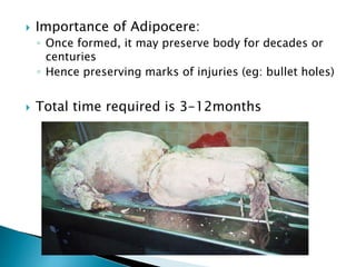  Importance of Adipocere:
◦ Once formed, it may preserve body for decades or
centuries
◦ Hence preserving marks of injuries (eg: bullet holes)
 Total time required is 3-12months
 