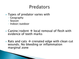  Types of predator varies with
◦ Geography
◦ Season
◦ Indoor/outdoor
 Canine/rodent  local removal of flesh with
evidence of teeth marks
 Rats and cats  crenated edge with clean cut
wounds. No bleeding or inflammation
marginal zone
 
