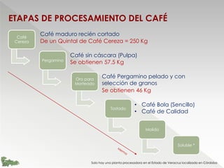 ETAPAS DE PROCESAMIENTO DEL CAFÉ
Café
Cereza
Pergamino
Oro para
Morteado
Tostado
Molido
Soluble *
Café maduro recién cortado
Café sin cáscara (Pulpa)
Café Pergamino pelado y con
selección de granos
• Café Bola (Sencillo)
• Café de Calidad
Solo hay una planta procesadora en el Estado de Veracruz localizada en Córdoba
De un Quintal de Café Cereza = 250 Kg
Se obtienen 57.5 Kg
Se obtienen 46 Kg
 