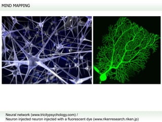 MIND MAPPING




 Neural network (www.tricitypsychology.com) /
 Neuron injected neuron injected with a fluorescent dye (www.rikenresearch.riken.jp)
 