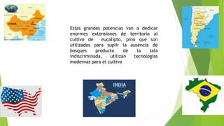 Estas grandes potencias van a dedicar
enormes extensiones de territorio al
cultivo de eucalipto, pino que son
utilizados para suplir la ausencia de
bosques producto de la tala
indiscriminada, utilizan tecnologías
modernas para el cultivo
 