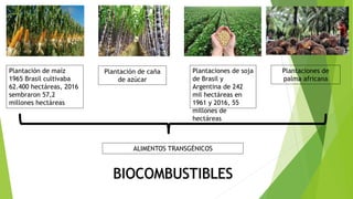 Plantación de maíz
1965 Brasil cultivaba
62.400 hectáreas, 2016
sembraron 57,2
millones hectáreas
Plantación de caña
de azúcar
Plantaciones de soja
de Brasil y
Argentina de 242
mil hectáreas en
1961 y 2016, 55
millones de
hectáreas
Plantaciones de
palma africana
ALIMENTOS TRANSGÉNICOS
 