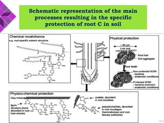 Impact of soil properties on carbon sequestration | PPT