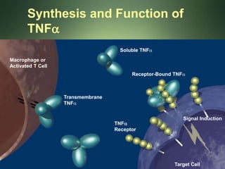 Macrophage or
Activated T Cell
Soluble TNFa
Target Cell
TNFa
Receptor
Signal Induction
Synthesis and Function of
TNFa
Transmembrane
TNFa
Receptor-Bound TNFa
 