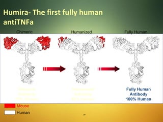 Humira- The first fully human
antiTNFa
Chimeric
Antibody
70% Human
Humanized
Antibody
95% Human
Fully Human
Antibody
100% Human
Mouse
Human
Chimeric Humanized Fully Human
24
 