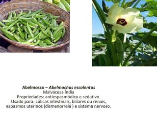 Abelmosco –  Abelmochus escolentus Malváceas Índia Propriedades: antiespasmódico e sedativo. Usado para: cólicas intestinais, biliares ou renais, espasmos uterinos (dismenorreia ) e sistema nervoso. 