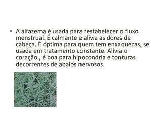 Alfazema – Propriedades Medicinais A alfazema é usada para restabelecer o fluxo menstrual. É calmante e alivia as dores de cabeça. É óptima para quem tem enxaquecas, se usada em tratamento constante. Alivia o coração , é boa para hipocondria e tonturas decorrentes de abalos nervosos. Outros usos: O uso mais comum da Alfazema é na cosmética e perfumaria. Os chás feitos com Alfazema acalmam as peles sensíveis e delicadas, além de terem acção de limpeza para a pele com acne.  Os saquinhos com galhinhos de alfazema seca, além de perfumarem a roupa, eliminam traças e insectos de dentro do armário. 