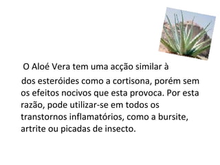 Aloé Usado para … O Aloé Vera tem uma acção similar à dos esteróides como a cortisona, porém sem os efeitos nocivos que esta provoca. Por esta razão, pode utilizar-se em todos os transtornos inflamatórios, como a bursite, artrite ou picadas de insecto.  